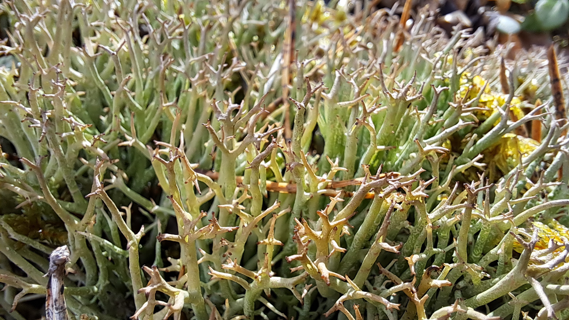 Collas kladonija Cladonia uncinalis