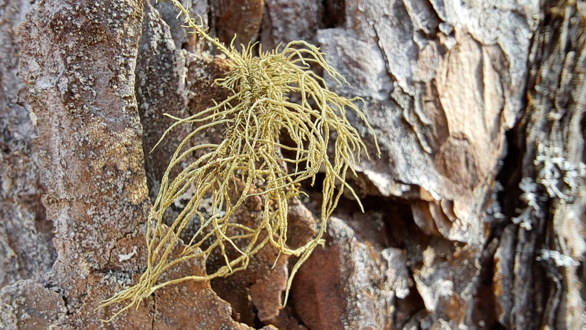 Īsmatainā usneja Usnea hirta