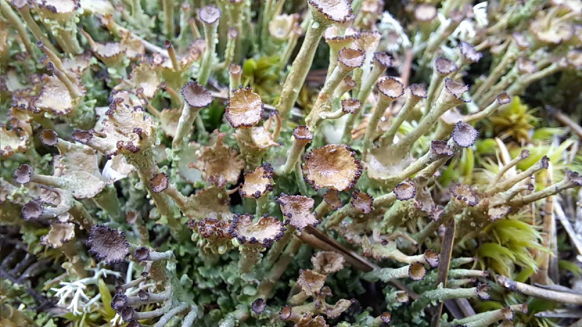 Slaidā kladonija Cladonia gracilis