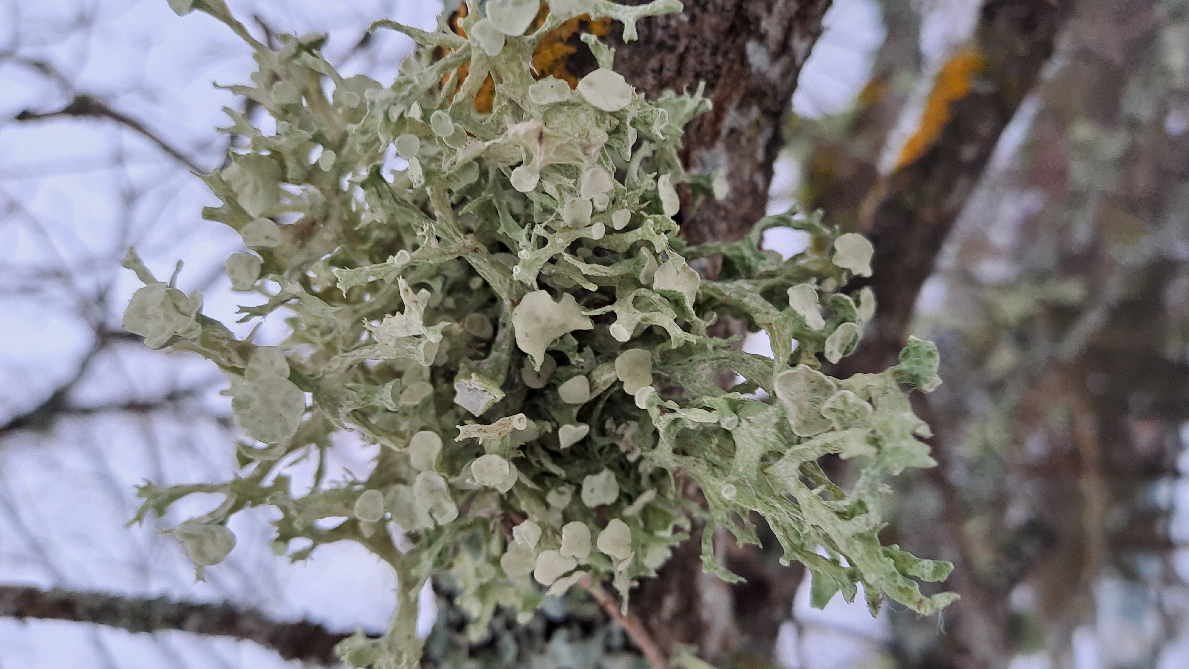 Vienādgalotņu ramalīna Ramalina fastigiata