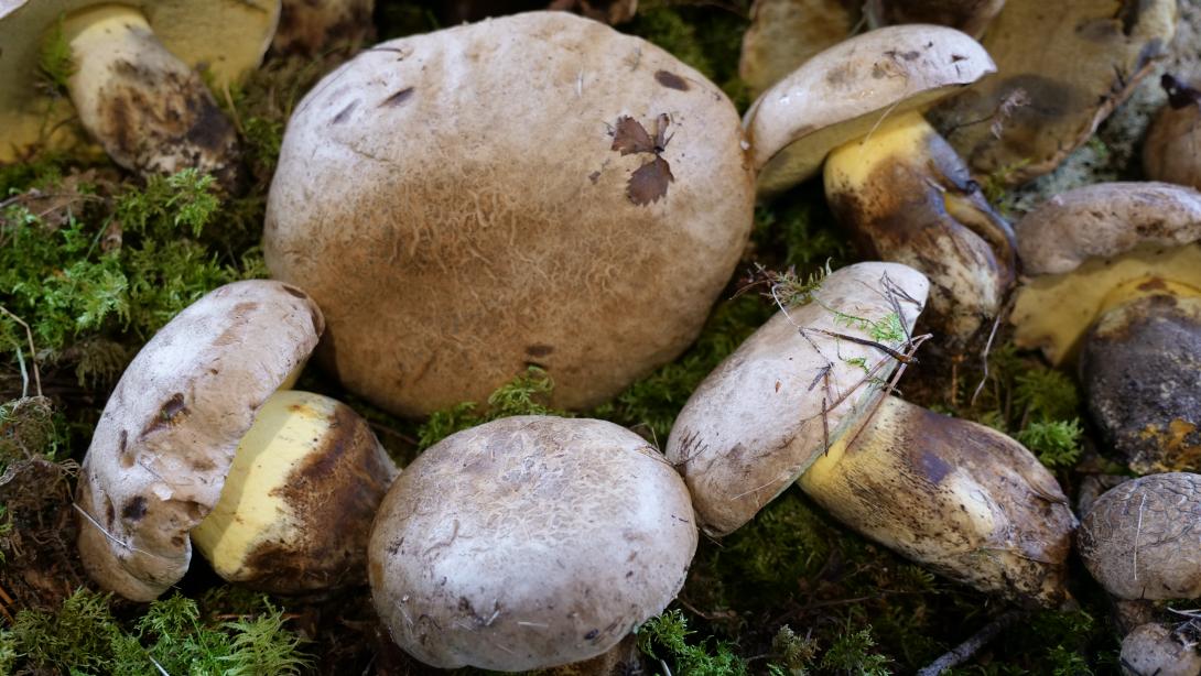 Mushroom exhibition 2020