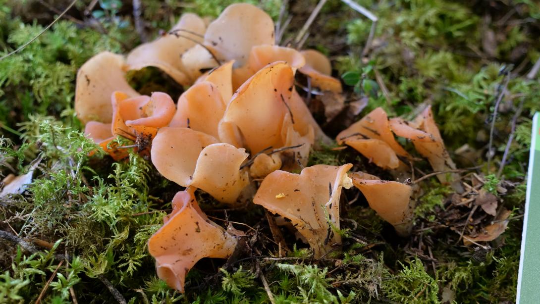 Mushroom exhibition 2020