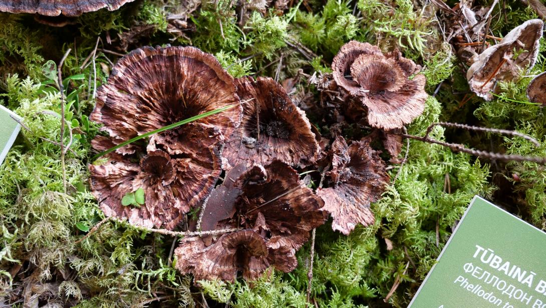 Mushroom exhibition 2020