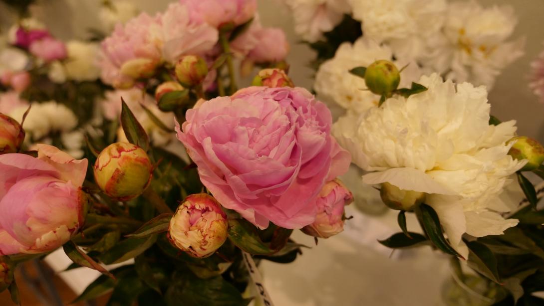  Exhibition "Peonies 2023"