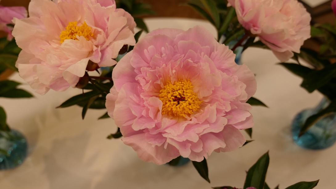 Exhibition "Peonies 2023"