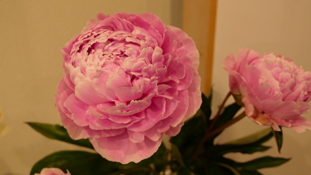  Exhibition "Peonies 2023"