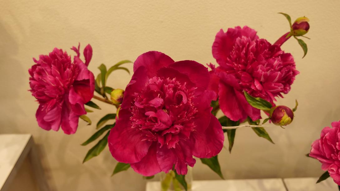  Exhibition "Peonies 2023"