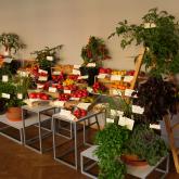 Exhibition "Tomatoes and herbs 2023"