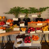 Exhibition "Tomatoes and herbs 2023"