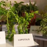 Exhibition "Tomatoes and herbs 2023"