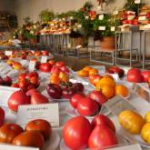 Exhibition "Tomatoes and herbs 2023"