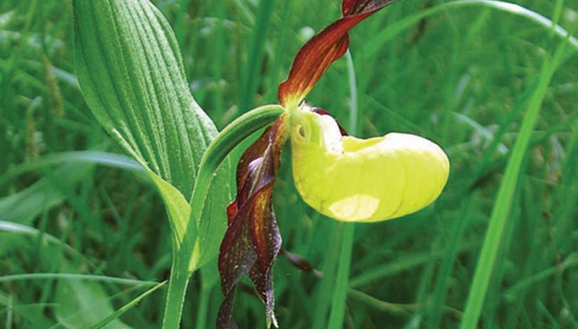 Настоящий или венерин башмачок (Cypripedium calceolus)