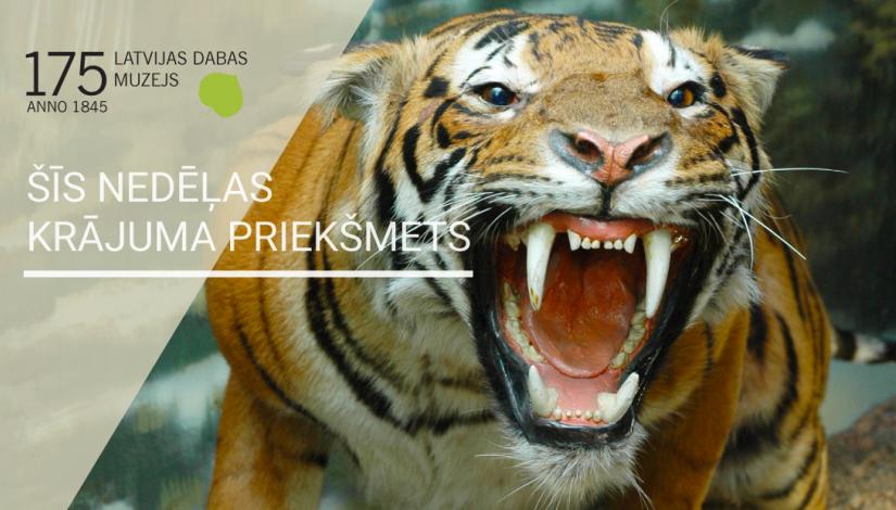 Indijas tīģeris Panthera tigris