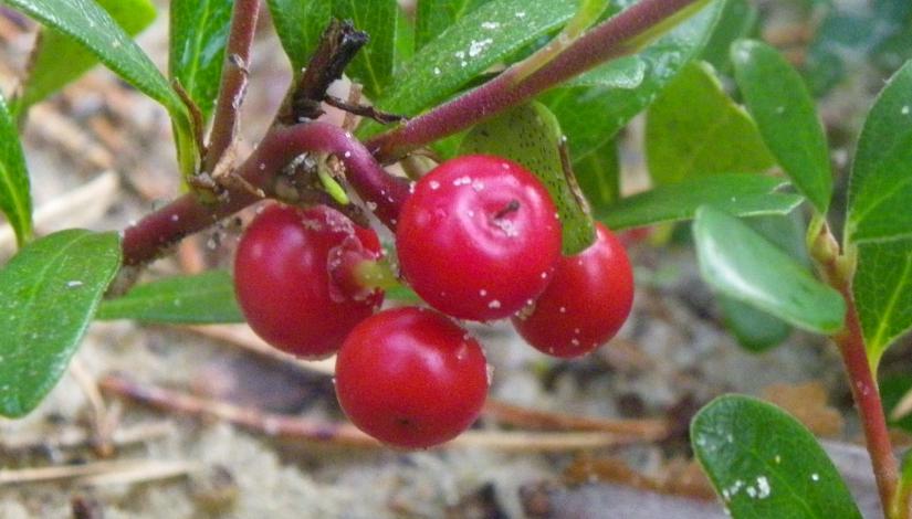 Толокнянка обыкновенная  Arctostaphylos uva-ursi