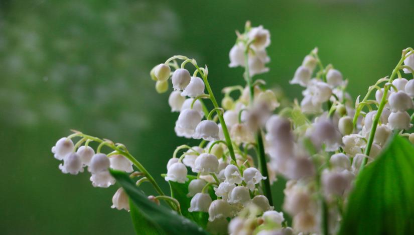 Lilies of the valley