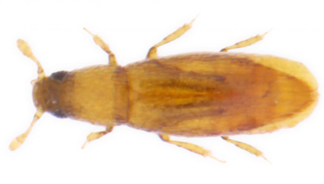 Baranowskiella ehnstromi