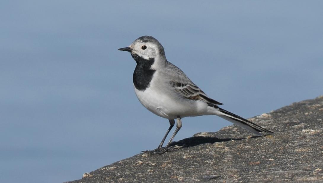 Baltā cielava (Motacilla alba)