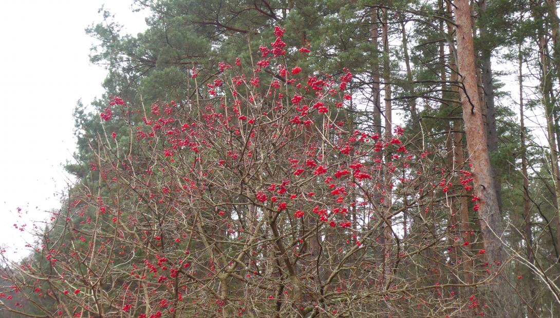 Parastās irbenes (Viburnum opulus)