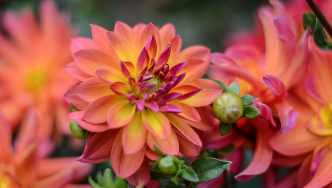 Exhibition "Dahlias 2022"