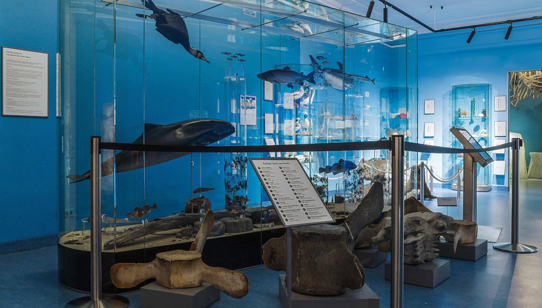 Exhibition “Life in the Seas”